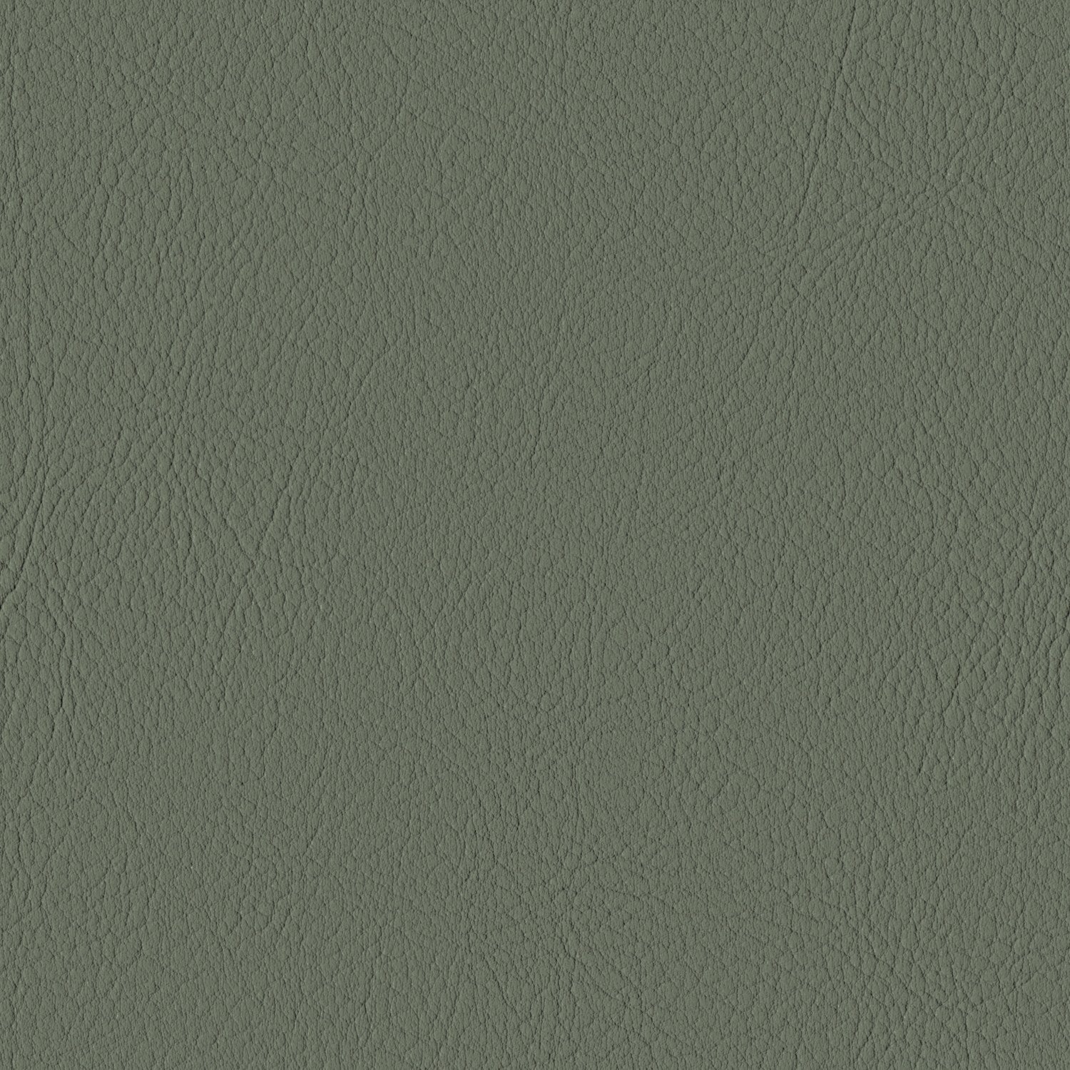 Pine