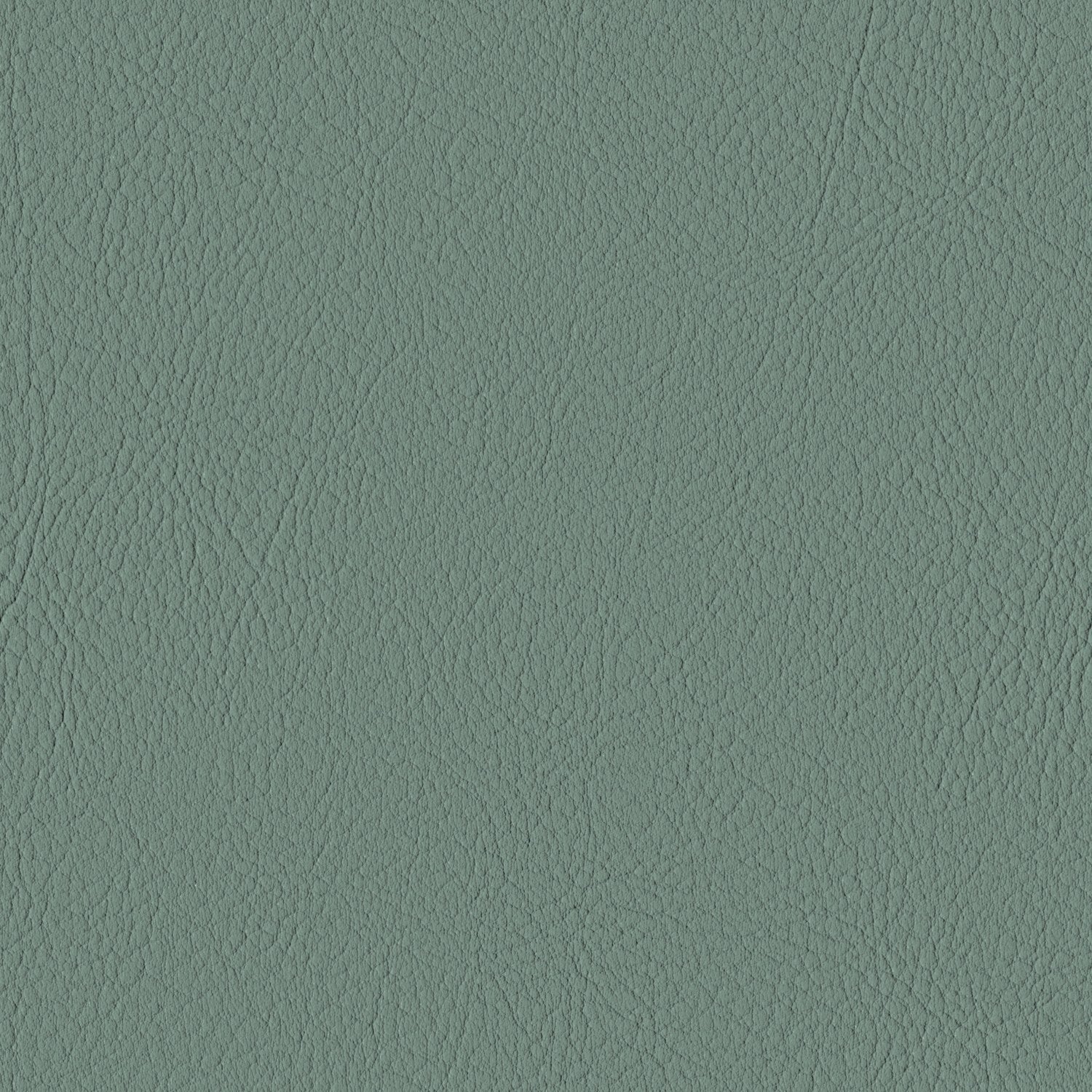Eucalyptus